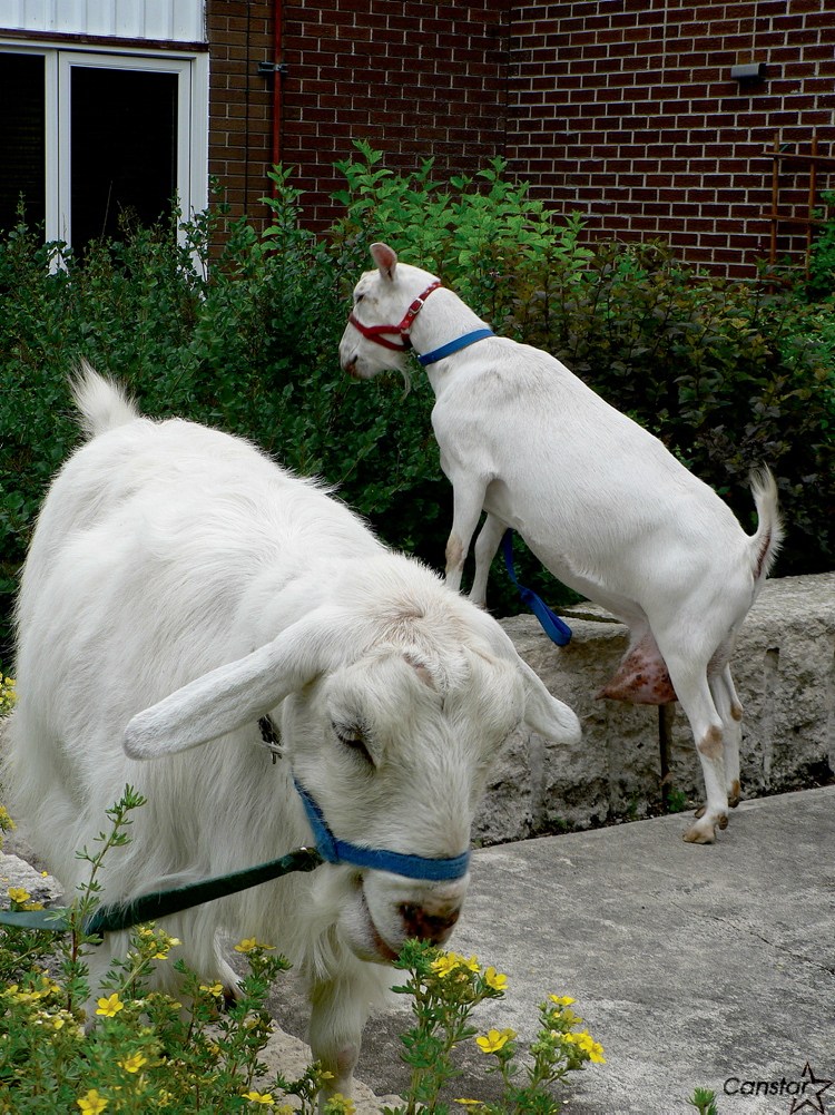 Middlechurch seniors home has goats roaming around Our Communities