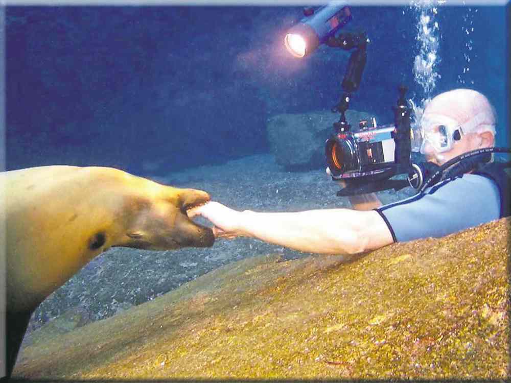 Supplied photo
Divers from 3 Fathoms Scuba play with sea lions in La Paz, Baja South, Mexico during a dive trip in 2012.