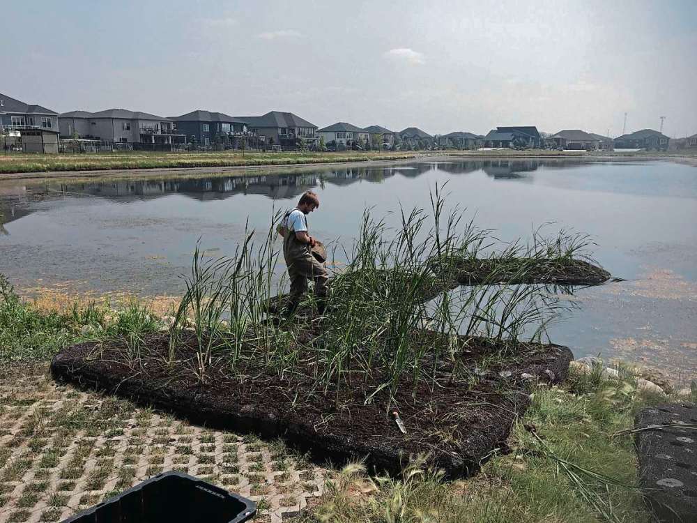 Supplied photo
Five floating wetlands have been installed in two retention ponds in East St. Paul. The pilot project will test how effective the floating wetlands are at removing harmful pollutants and excess nutrients from freshwater lakes over time.