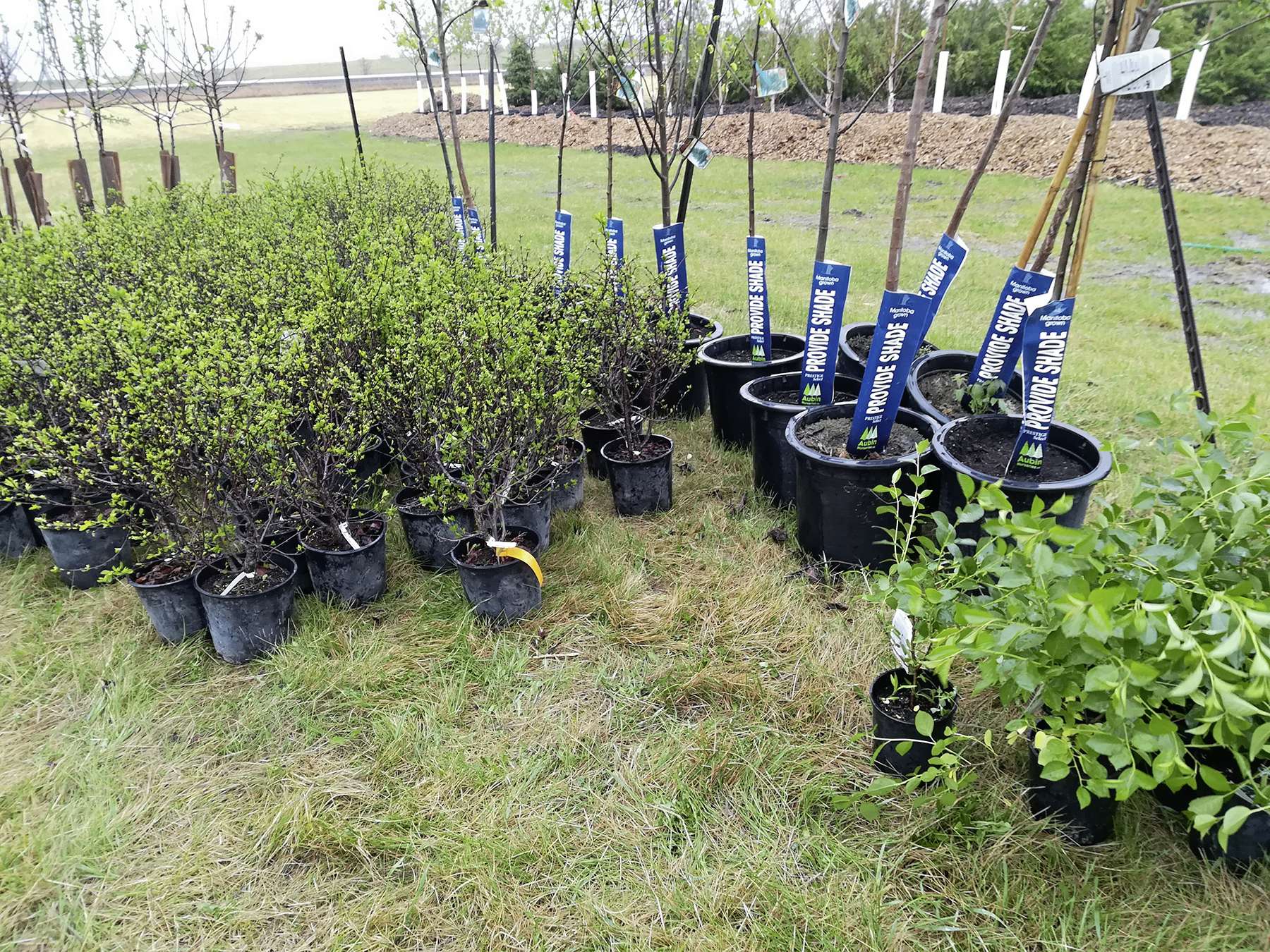 Trees Winnipeg holds inaugural fall sale Our Communities