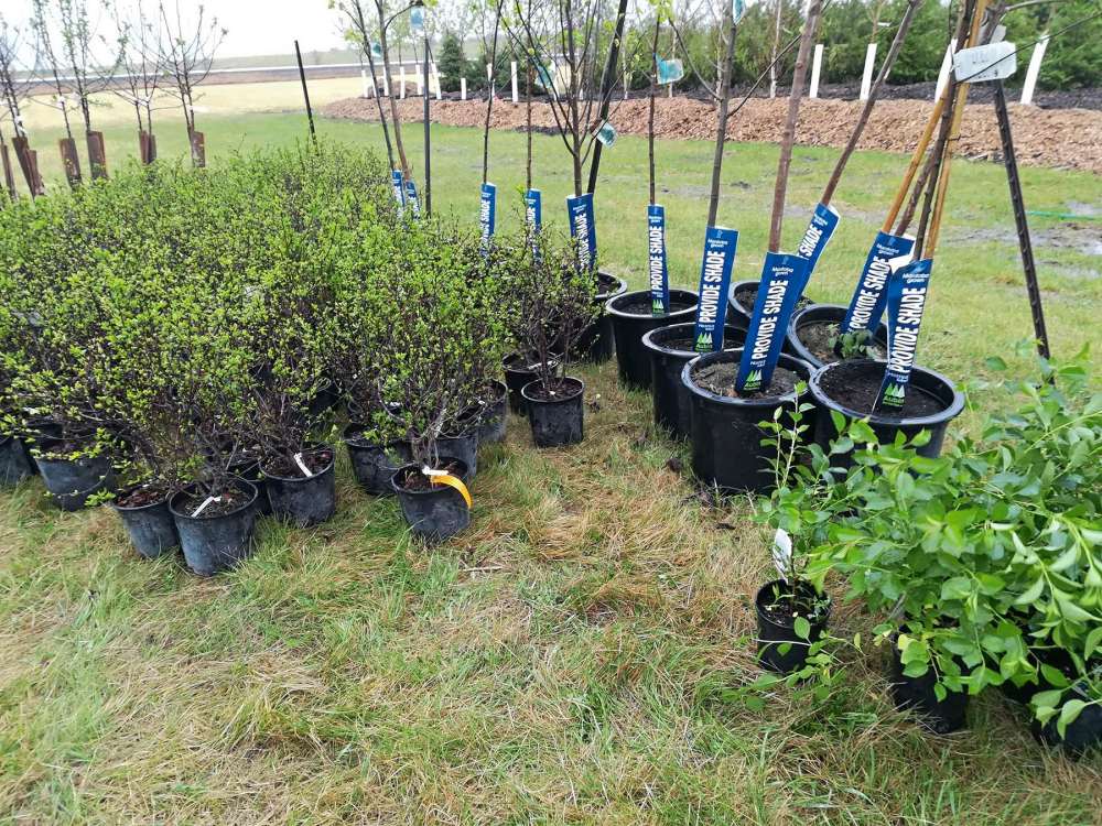 Trees Winnipeg holds inaugural fall sale Our Communities