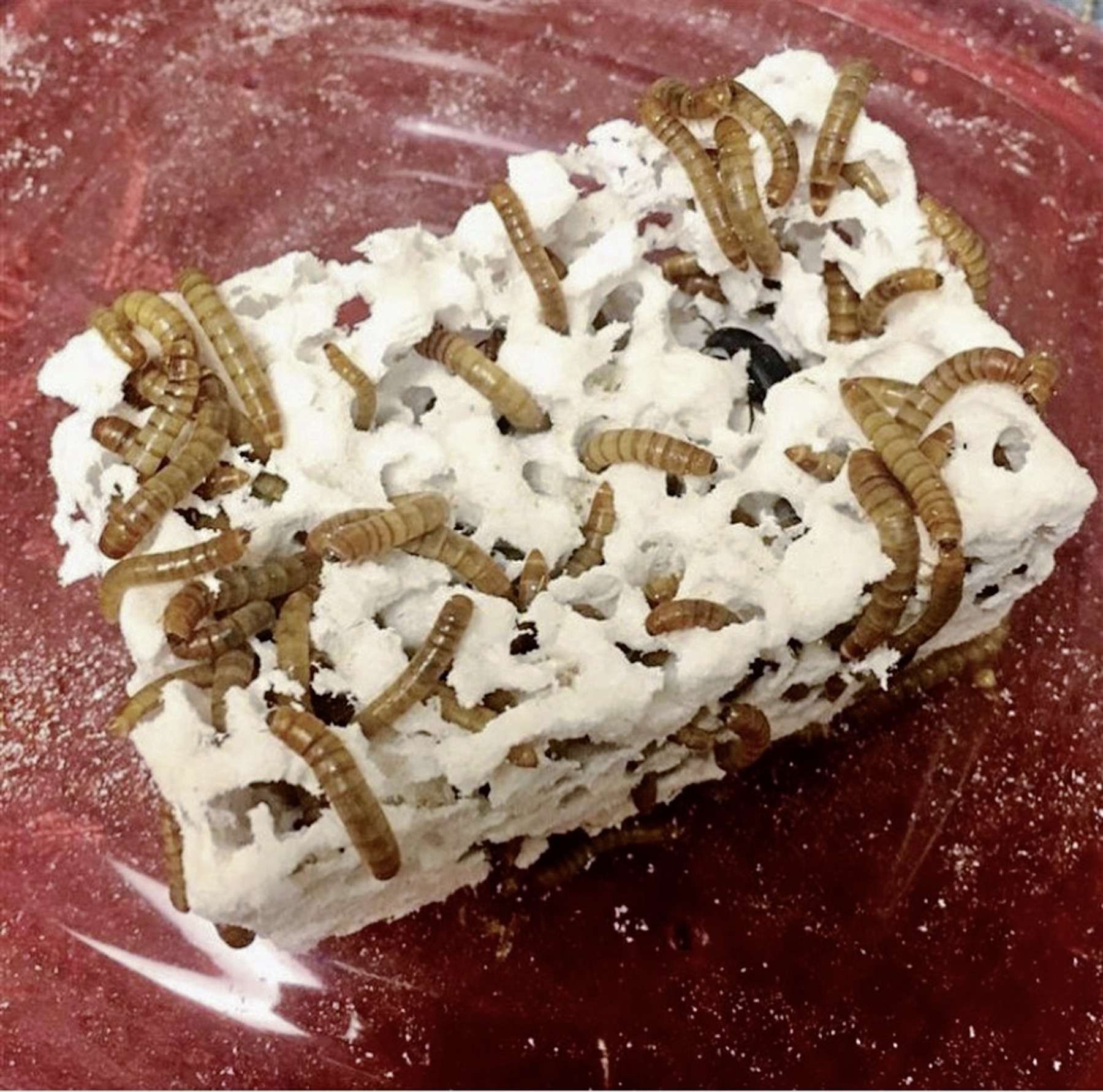 Experimental environment key to helping the environment Our Communities