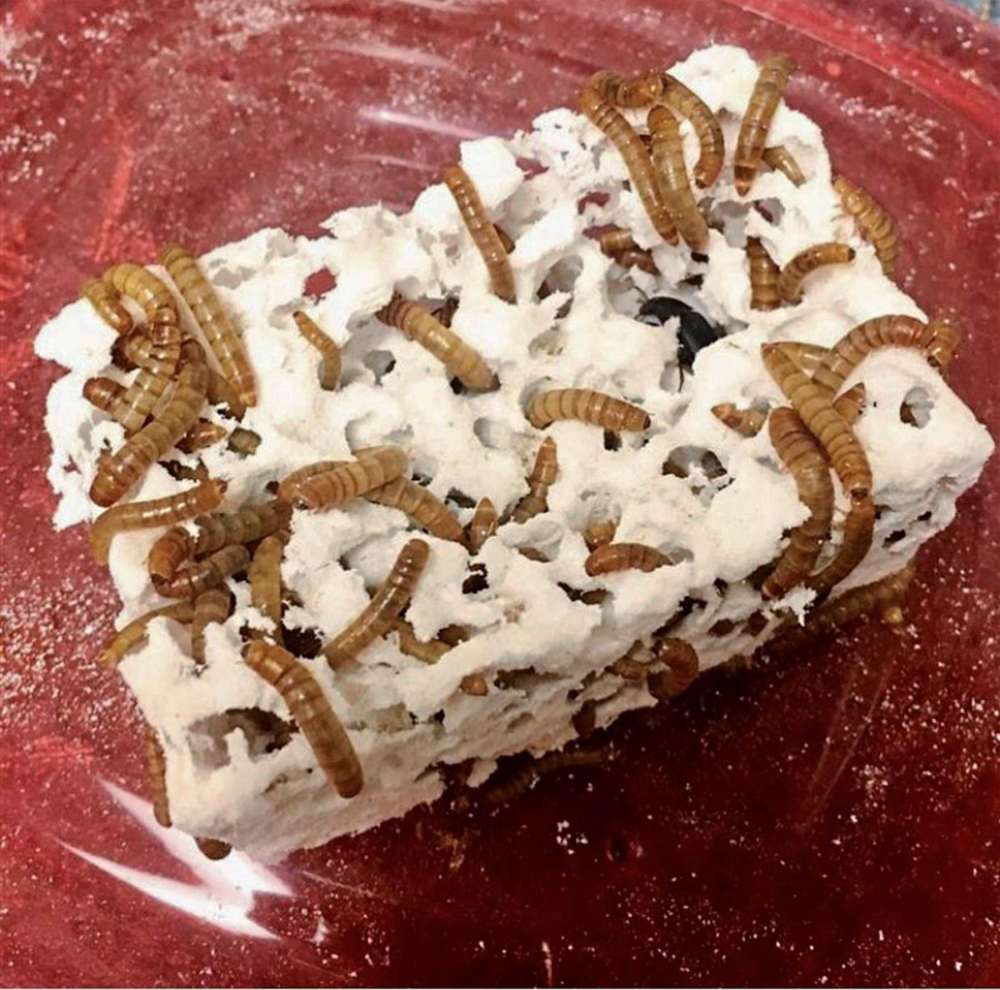 Experimental environment key to helping the environment Our Communities