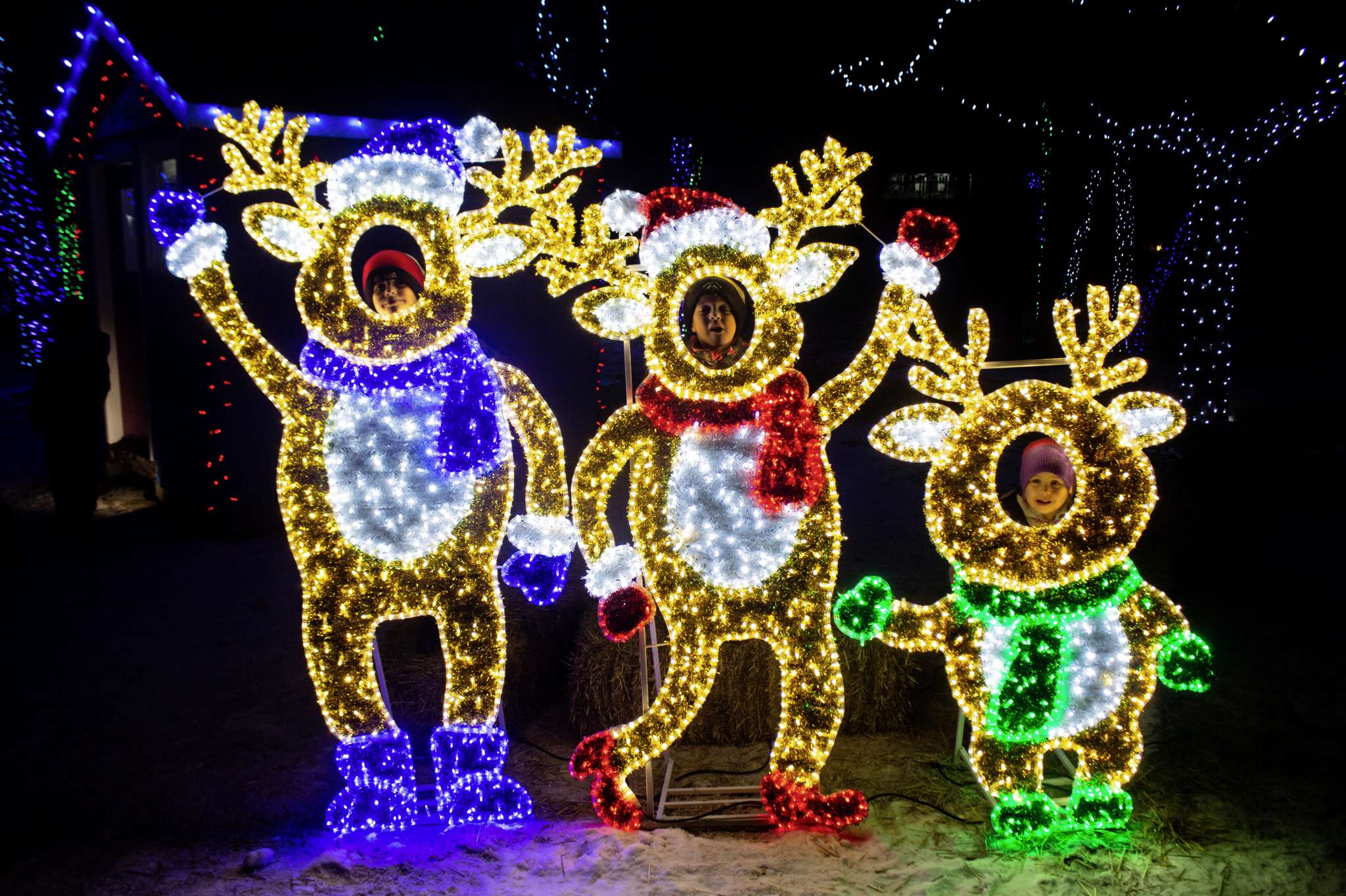 zoo new year’s celebrations psa10 PSA 10 Eevee ex SAR 224/187 Terastal Festival sv8a 2024