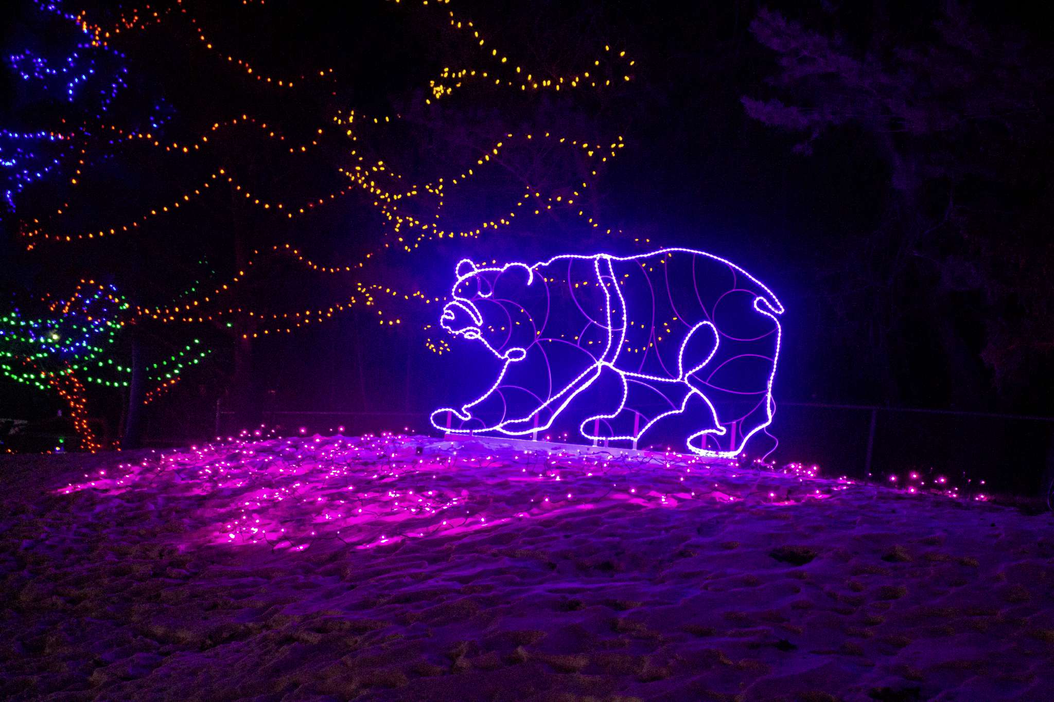 Zoo Lights Festival dazzles residents – Our Communities