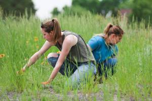 Nicole Webster, project coordinator for the Winnipeg Wildflower Project (left), and Kelly Leask, the project’s founder, weed a patch of native plants at Kiwanis Park in Transcona on July 5. Webster and Leask maintain this garden and several others across Winnipeg. They recently broke ground on a similar site on Wellington Crescent.