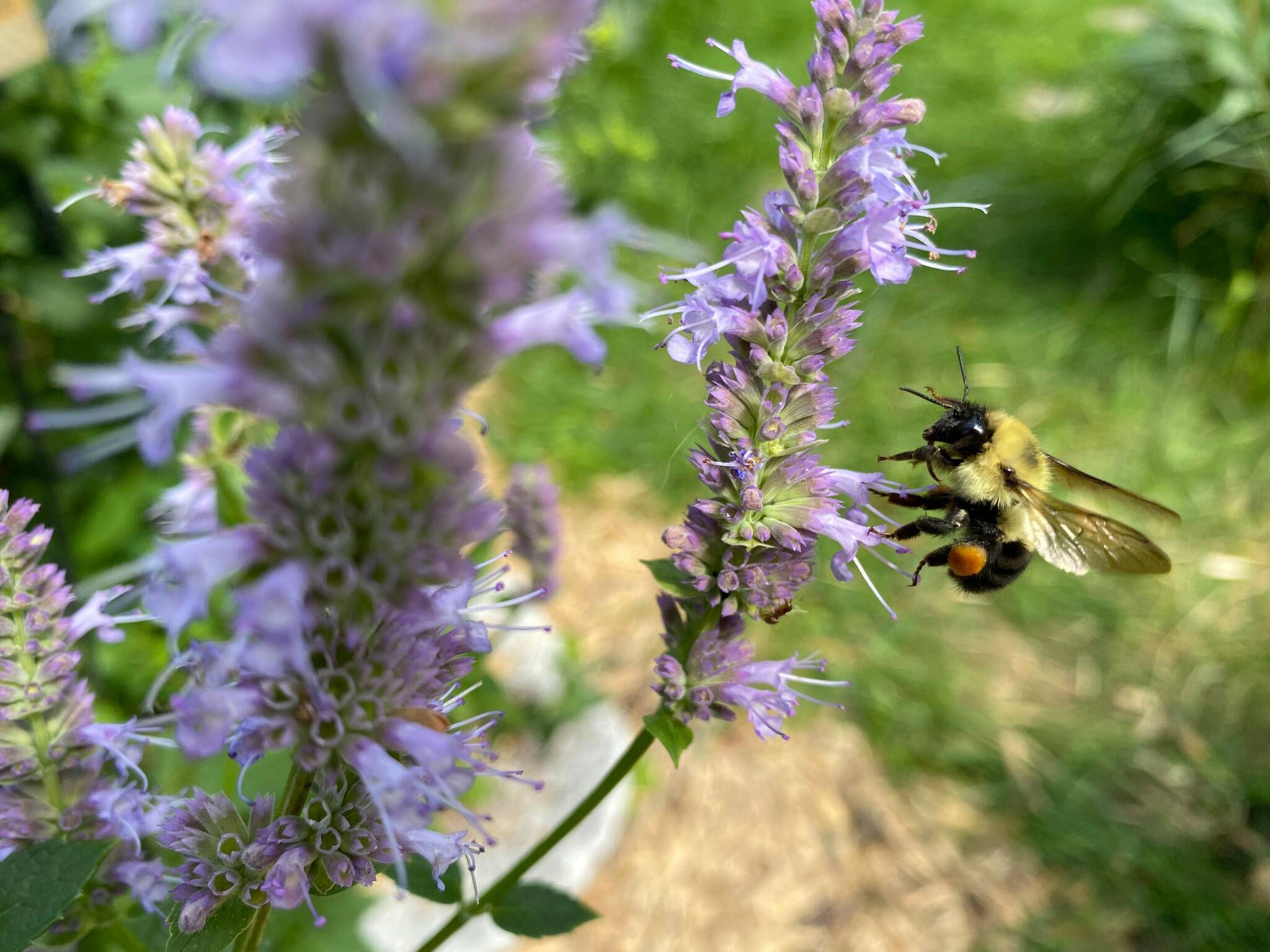 Imagining Life Without Bees Our Communities