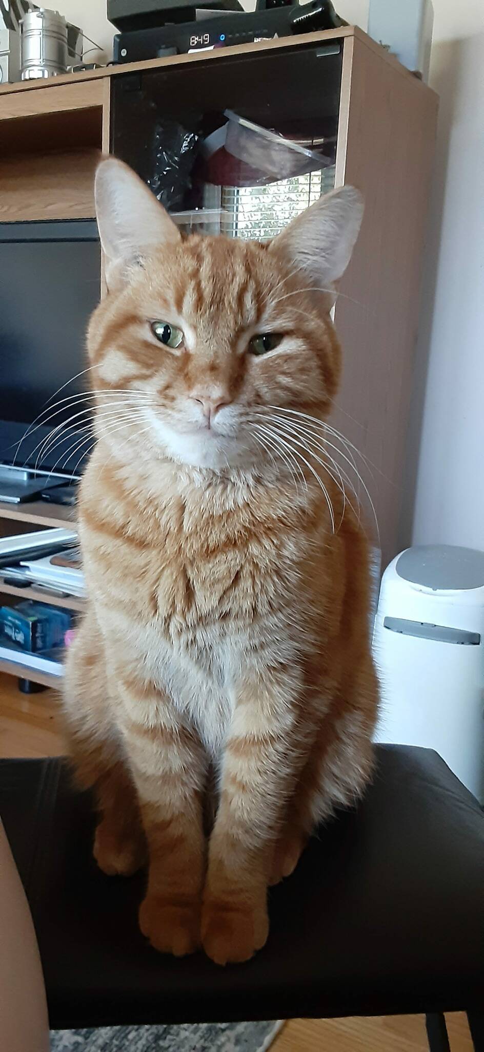 The cat came back (but took its own sweet time) – Our Communities
