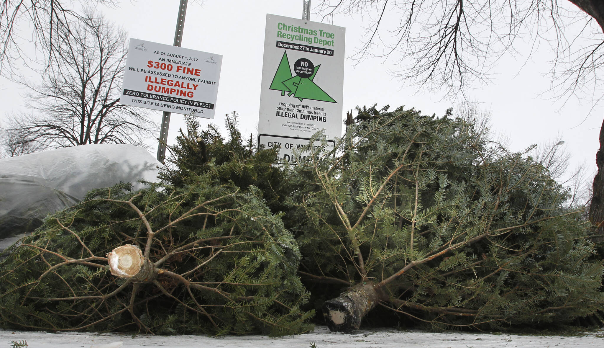 Let’s Chip In depots open for Christmas tree recycling until Jan. 31