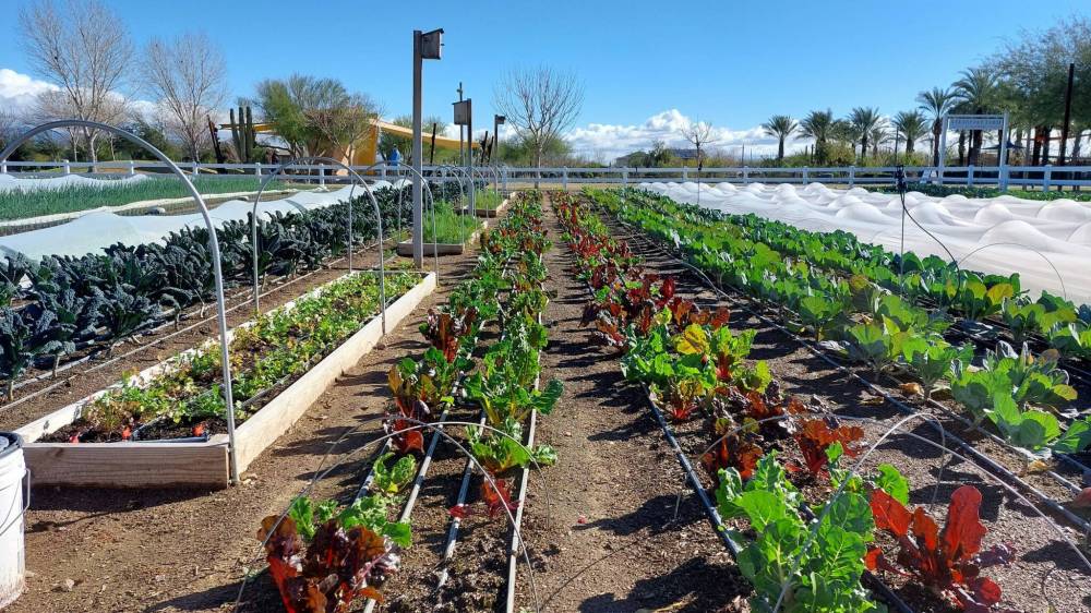Photo by RoseAnna Schick
                                Steadfast Farm is the newest stop on Mesa’s Fresh Foodie Trail. The two-acre market farm grows fruits, vegetables and flowers, and raises pastured poultry for eggs