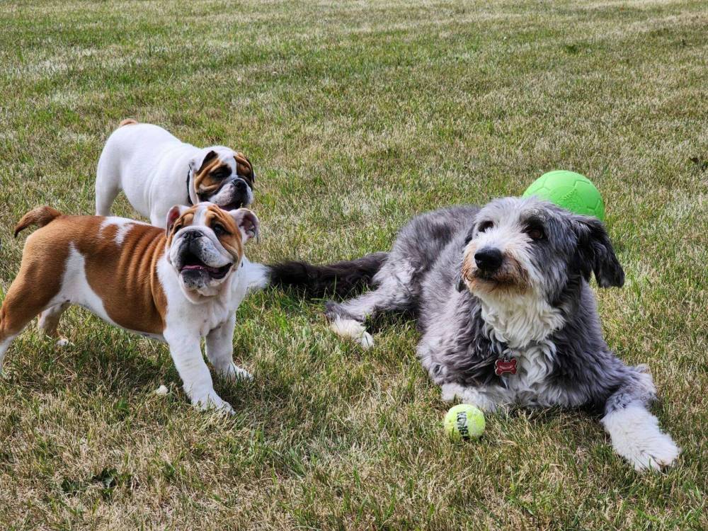 New offleash dog park open in East St. Paul Our Communities
