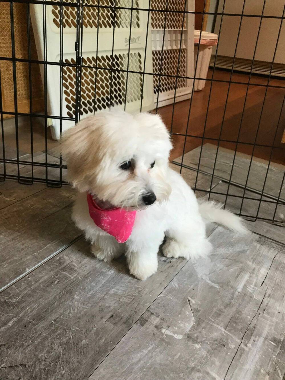 Supplied photo
Kailee, a coton du Tulear, brightens the days of residents and employees alike when she visits the long-term care facility where correspondent Lisa Lagasse is employed.