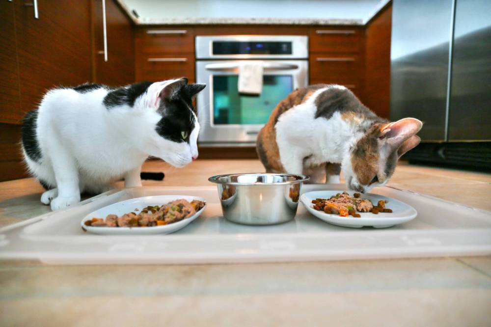 Cat Options A life-changing option for cats – Our Communities