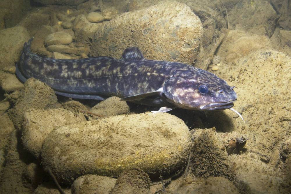 Dreamstime
Burbot, also known as freshwater cod or ling, is an underused species which lives in the lakes and rivers of Canada.