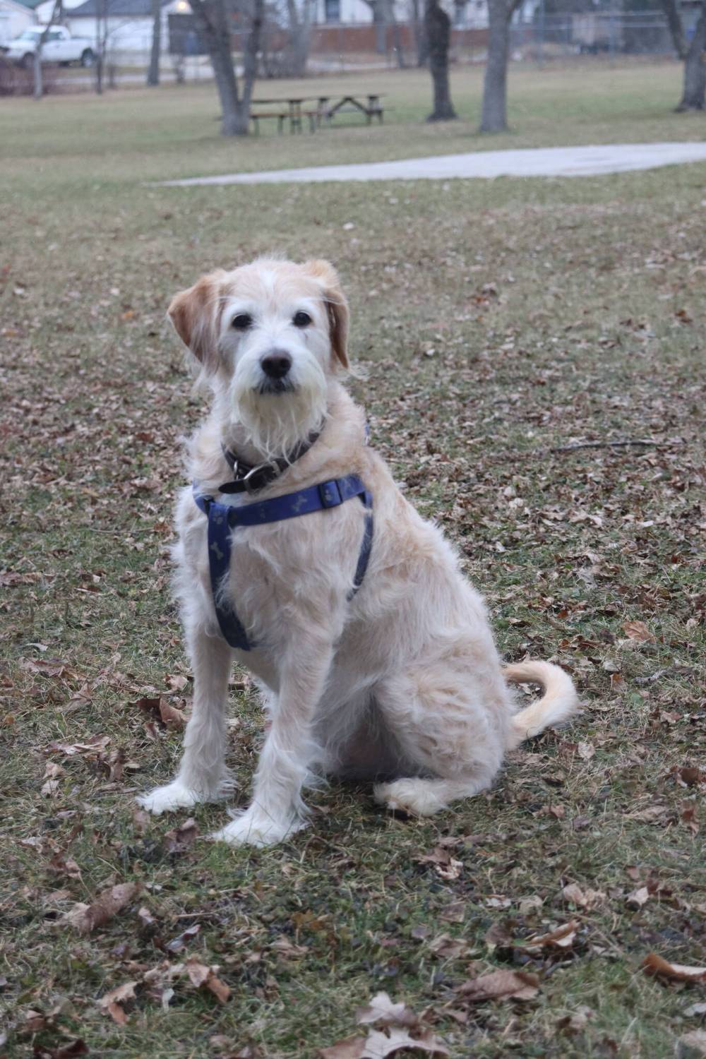 Photo by Emma Honeybun
Jack is pictured at the Marymound dog park recently. The enclosed area is open for off-leash canines to play every Friday from 11 a.m. to 3:30 p.m.