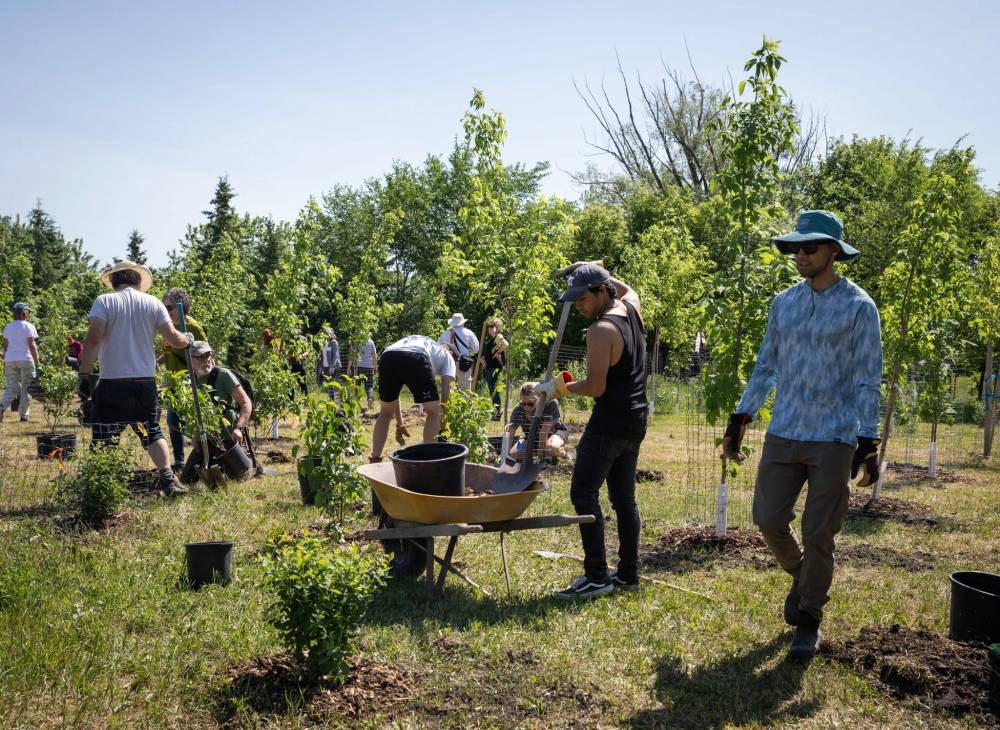 Free Press file photo
If you’re interesting in helping beautify your neighbourhood by planting trees in community parks and natural spaces, there are many ways you can help.