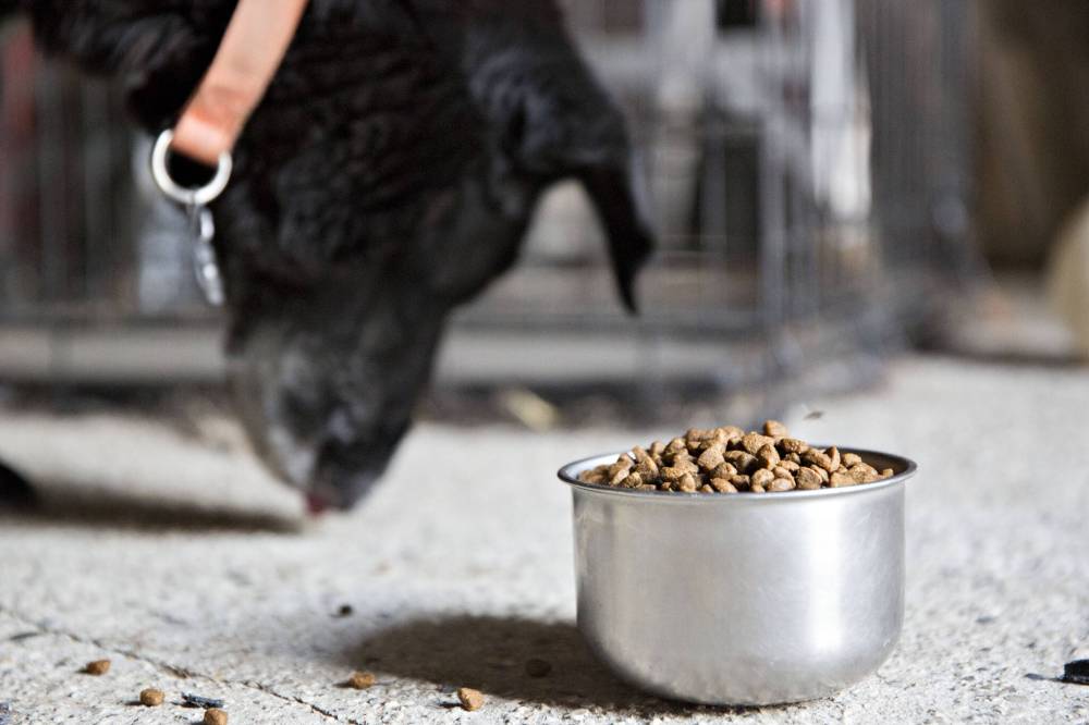 File photo
There are a lot of changes happening in the pet food market these days.