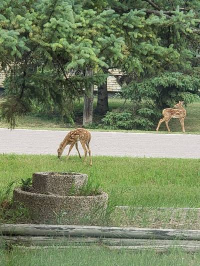Photo by Sonya Braun
                                Community correspondent Sonya Braun enjoys spotting all the deer that call Charleswood home, though that might change if they start eating her flowers.