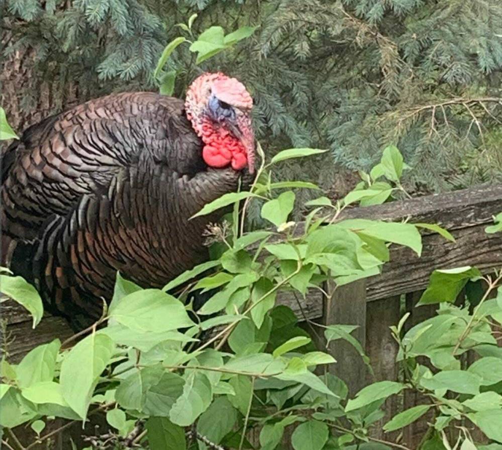 Supplied photo by Heather Westdal
A wild turkey in Wildwood Park.