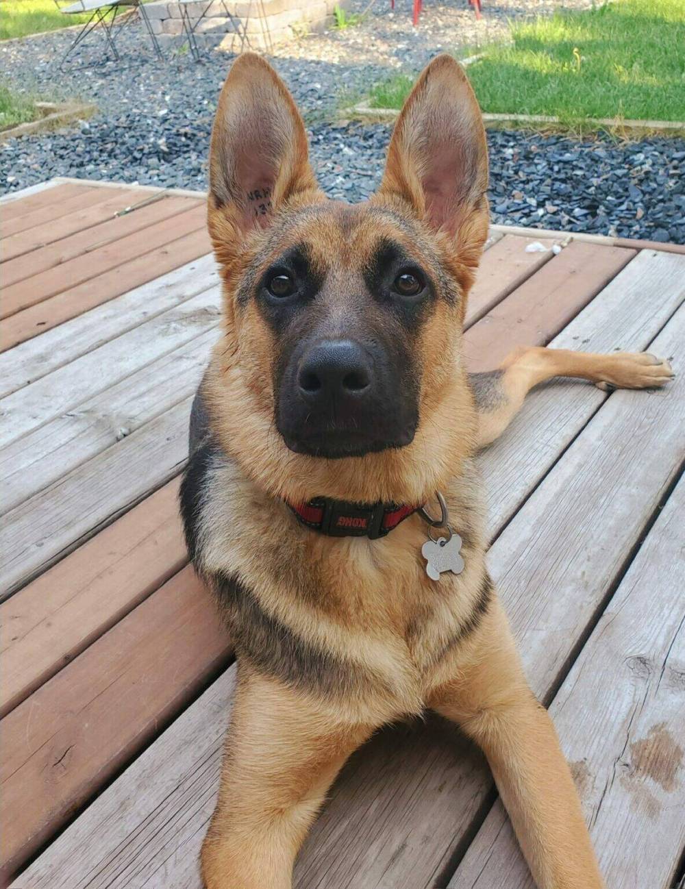 Supplied photo
This is Amaya, a spunky and active girl who loves playing tug a war and catch.
