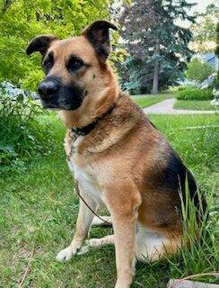 Supplied photo
This is Portia, a quiet girl who loves to just sit outside.