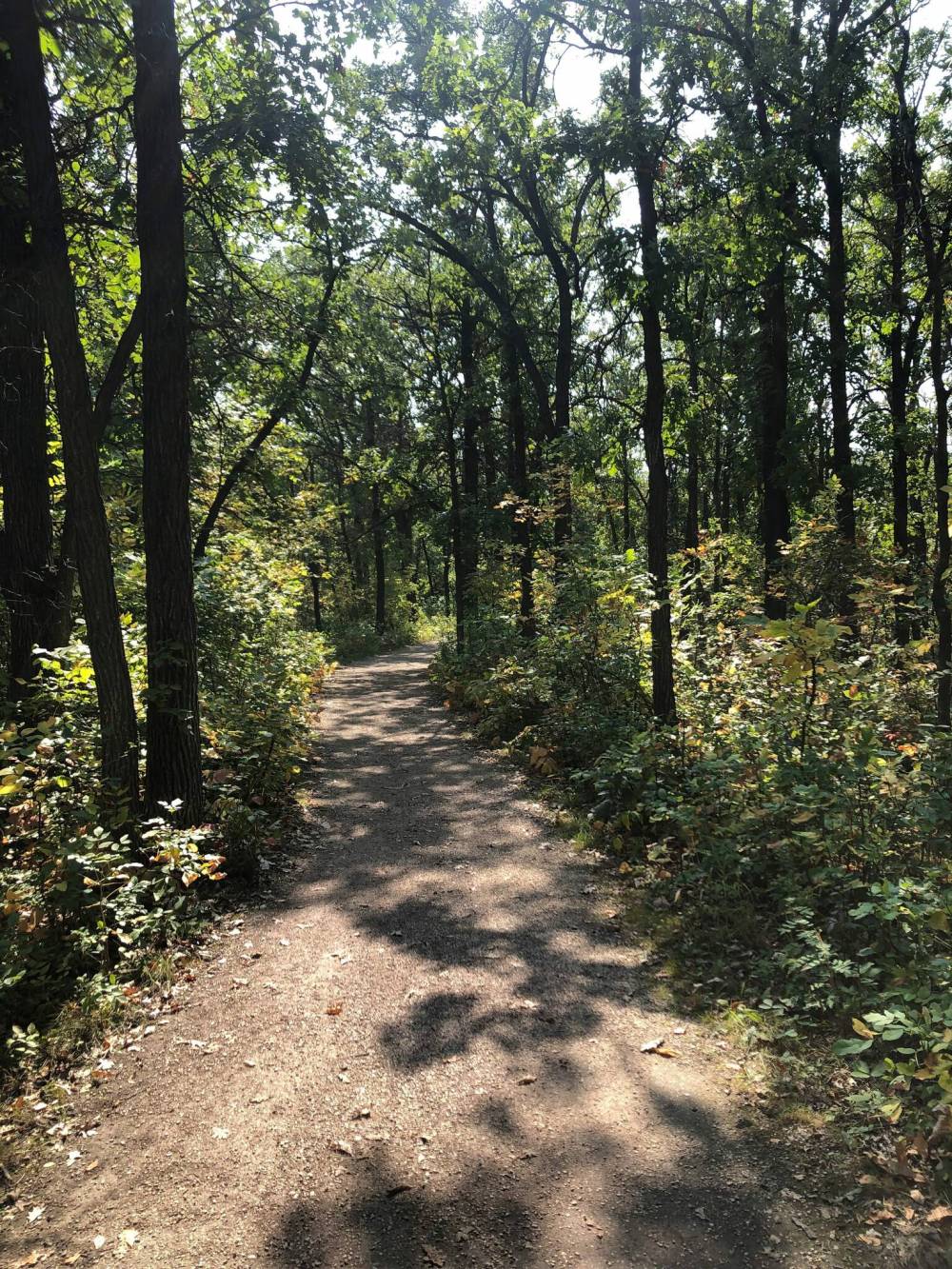 Photo by Tanya Misseghers
On Saturday, Sept. 13, Save Our Seine will host Walking Gently: Learning from the Plants Along the Seine River, from 11 a.m. to noon in the Bois-des-Esprits.