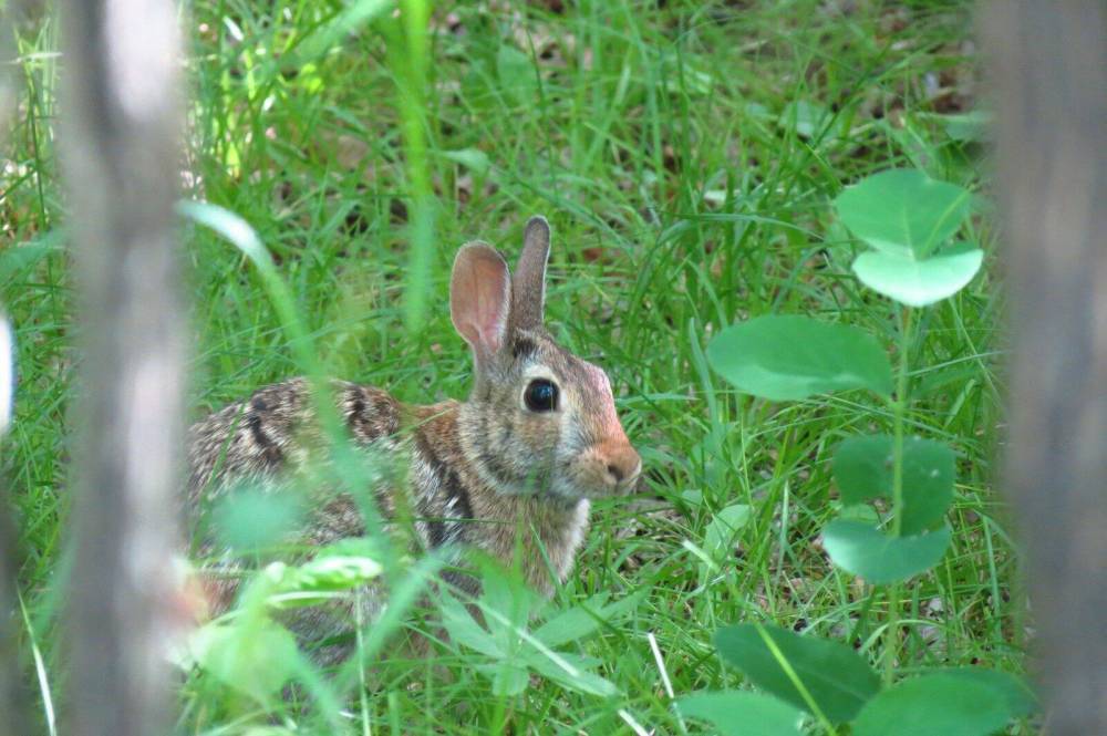 Supplied photo
A rabbit that can outrun a fox may produce fast offspring but they are not “inherently superior” in other ways.