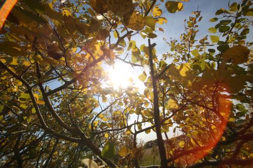 File photo
                                Community correspondent Sonya Braun loves autumn.