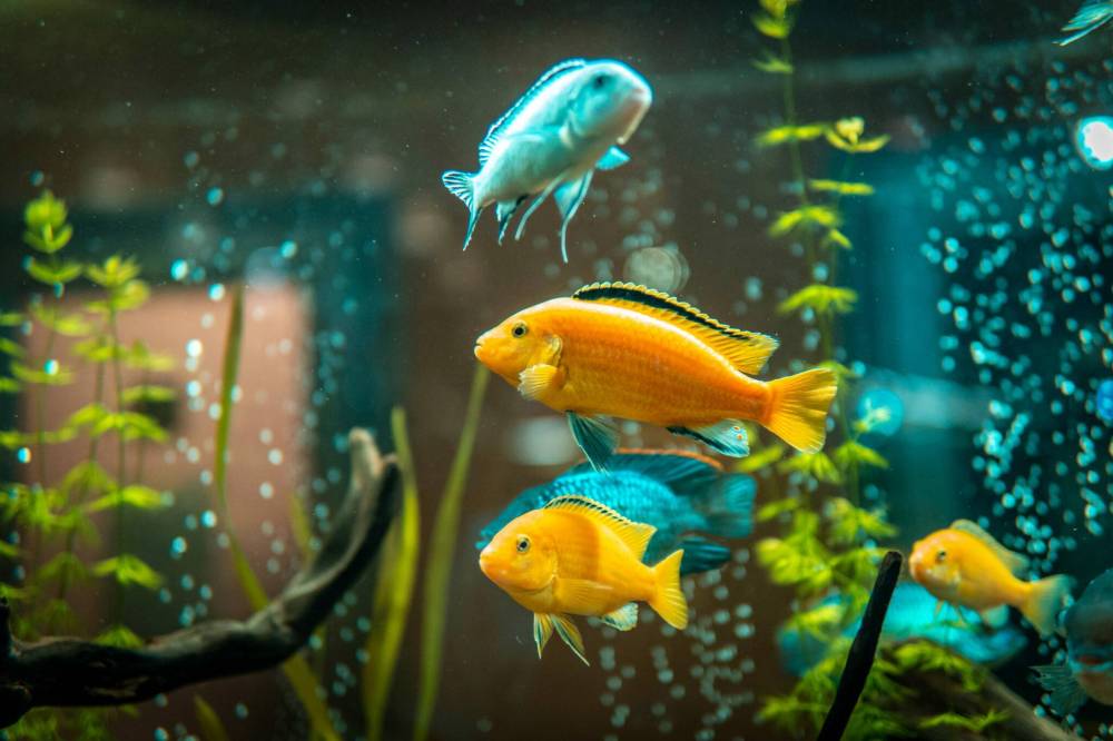 Adobe Stock
A passion for pet fish ultimately led columnist Jeff McFarlane to building a career in the pet industry.
