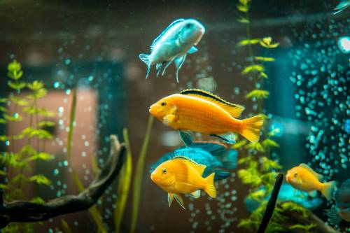 Adobe Stock
                                A passion for pet fish ultimately led columnist Jeff McFarlane to building a career in the pet industry.