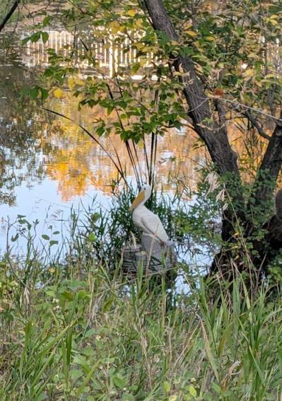 Photo by Sandy Nemeth
                                A carved wooden owl, eagle and pelican (above) are delightful works of public art along the Bois-des-Esprit trail.