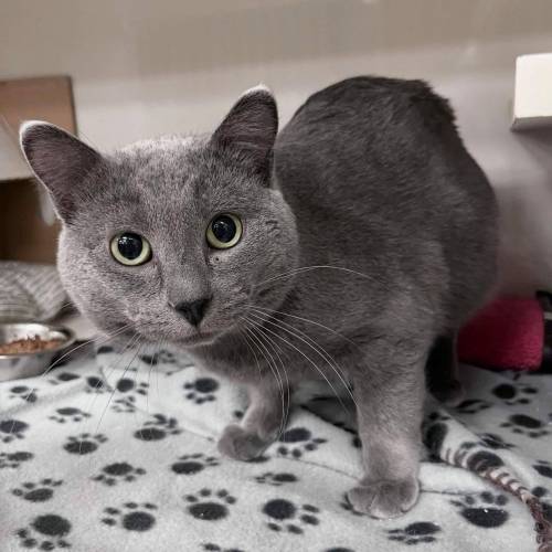 Supplied photo
                                Ryan has relaxed now that he&rsquo;s realized he&rsquo;ll always be safe and warm.