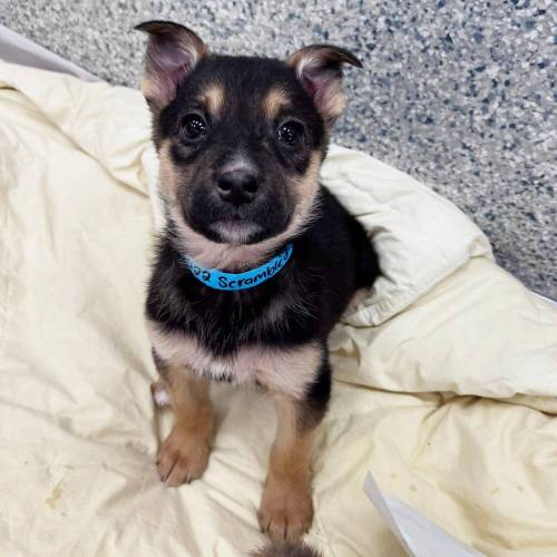 Supplied photo
                                Say hello to Scrambled!