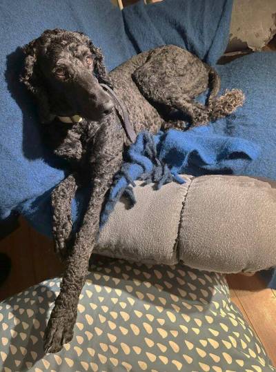 Photo by Shirley Kowalchuk
                                Penelope&rsquo;s latest haircut is very short, accentuating the fluffy pom at the end of her tail.