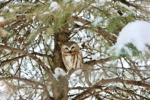 Photo by Debbie Ristimaki
                                Sometimes a walk in the park, and a sighting of a northern saw-whet owl, helps remind us what&rsquo;s important.