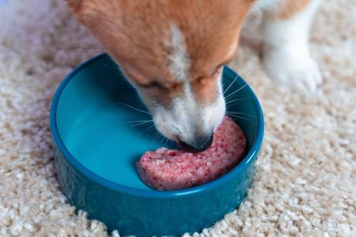 Adobe Stock photo
                                A corgi enjoys its raw-food meal.