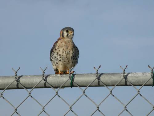 Supplied photo
                                Predators such as shrikes and kestrels (above) sometimes chase smaller birds into windows as a hunting strategy.