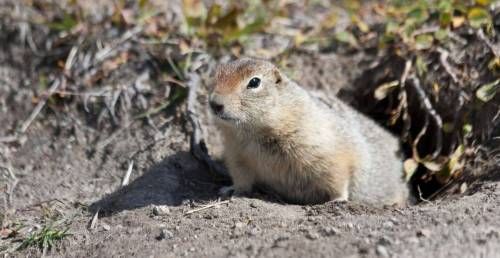 Supplied photo
                                The City of Winnipeg intends to use two rodenticides to kill ground squirrels on some athletic fields.