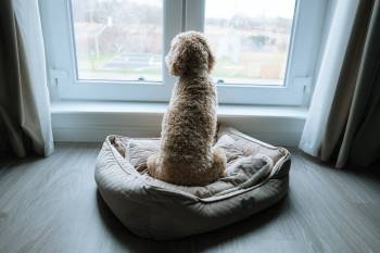 Adobe Stock photo
                                Many people make decisions on pets based only on looks and size but making sure a pet and guardian will have a harmonious relationship is most important.