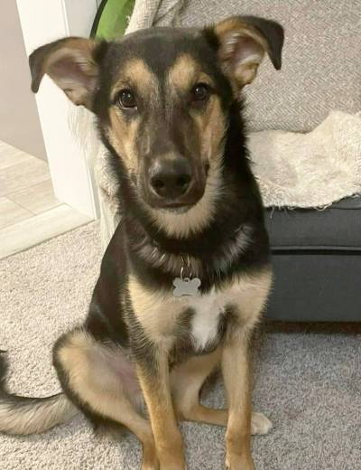 Supplied photo
                                Titus may look big but he&rsquo;s actually still a pup.