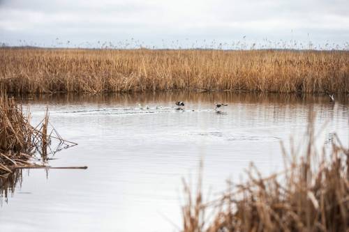 Free Press file photo
                                Up to 100,000 birds can pass through Oak Hammock March in a single day during spring migratory season – making it well worth checking out during spring break.