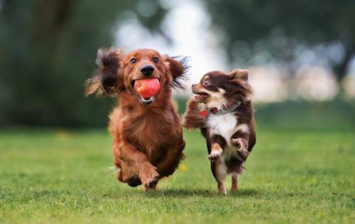 Adobe Stock photo
                                Adding a probiotic to your pets&rsquo; diet will help keep them happy and healthy.