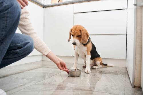 Adobe Stock photo
                                The guidelines for making changes to your pet&rsquo;s diet are relatively simple, but it will take a little time to make a complete transition.