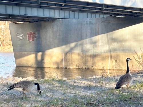 Photo by Tracy Groenewegen
                                A pair of Canada geese enjoy a sunny day near the St. Vital Bridge.