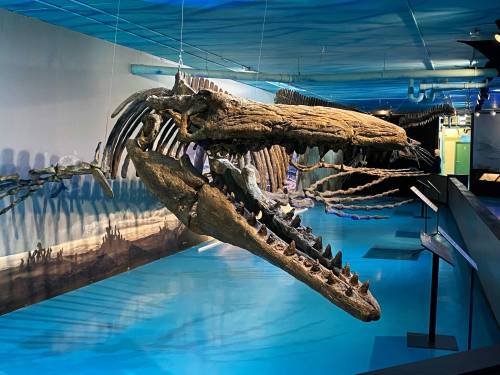 Supplied photo
                                Visit Bruce and other aquatic creatures from the cretaceous period, at the Canadian Fossil Discovery Centre in Morden.