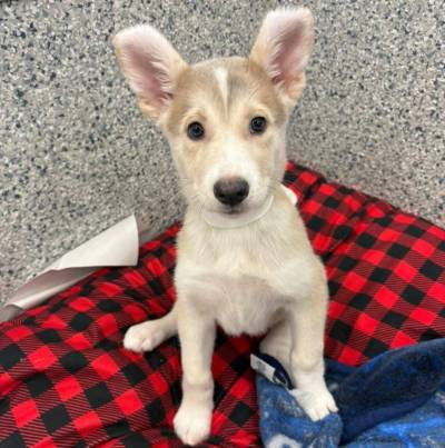 Supplied photo
                                Sangria is a large, two-month-old eager to find a family who will fill her life with love and wonder.