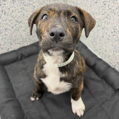 Supplied photo
                                Meet Leslie, a two-and-a-half-month-old mastiff-cross looking for love.
