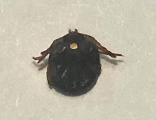 File photo
                                Summer has arrived, and ticks with it. There are both chemical and natural products for effective pest control.