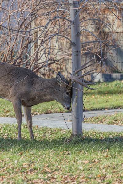 Photo by Nicholas Peters
                                During the fall rut or mating season, male deer use young trees to remove the velvet from their antlers in part to prepare to use them to fight other male deer.