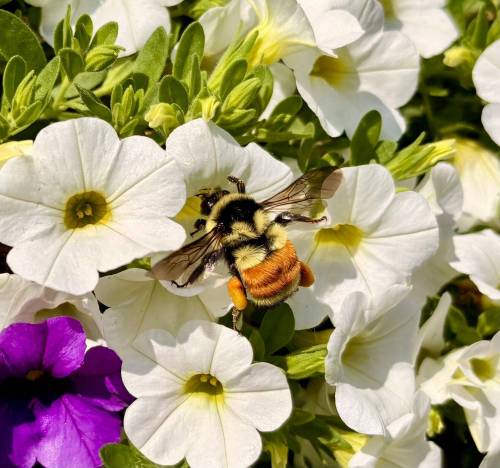 Supplied photo
                                Community correspondent Nick Barnes recently had a bumblee visit his garden. Over the past few decades, bumblebee populations have declined across the world.